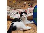 Adopt Nugget a Black & White or Tuxedo Domestic Shorthair (short coat) cat in