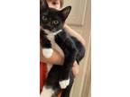 Adopt Jet a Black & White or Tuxedo Domestic Shorthair (short coat) cat in