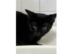 Adopt Fuji a All Black Domestic Shorthair / Domestic Shorthair / Mixed cat in