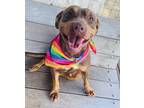 Adopt Cheryl a Brown/Chocolate American Staffordshire Terrier / Shepherd