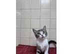 Adopt Serene a Gray or Blue Domestic Shorthair / Domestic Shorthair / Mixed cat