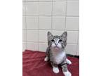 Adopt Sultan a Gray or Blue Domestic Shorthair / Domestic Shorthair / Mixed cat