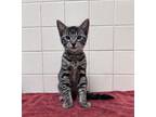 Adopt Sally a Gray or Blue Domestic Shorthair / Domestic Shorthair / Mixed cat