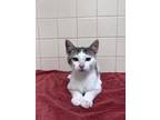 Adopt Saxon a White Domestic Shorthair / Domestic Shorthair / Mixed cat in San