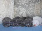 Russian Blue & White Kittens Coming Soon