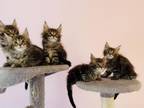 Maine Coon Kittens