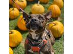 Adopt Camo 3414 a Brindle Mixed Breed (Medium) / Mixed dog in Columbus