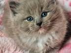 Blue Mitted Sepia