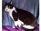 Adopt STANLEY a Black & White or Tuxedo Domestic Shorthair (short coat) cat in