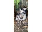 Adopt Puppies a Gray/Blue/Silver/Salt & Pepper Collie / Pug / Mixed dog in Upper