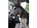 Adopt Atlas a Black Husky / Mixed dog in Greenville, KY (38836278)