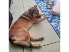 Adopt Buddy a Brown/Chocolate German Shepherd Dog / Mixed dog in Coral Springs