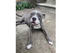 Adopt Peanut a Gray/Silver/Salt & Pepper - with White American Staffordshire