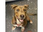 Adopt Bam a Brown/Chocolate Mixed Breed (Medium) / Mixed dog in Columbiana