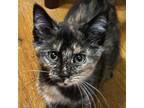 Adopt Magdalena a Tortoiseshell Domestic Shorthair / Mixed cat in Irwin