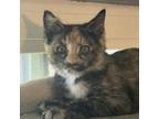 Adopt Mina a Tortoiseshell Domestic Shorthair / Mixed cat in Irwin