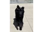Adopt Django a Black Mixed Breed (Large) / Mixed dog in Cincinnati