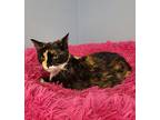 Adopt Jilly a Calico or Dilute Calico Calico (long coat) cat in Creston