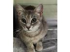Adopt Bonnie a Gray or Blue Domestic Shorthair / Domestic Shorthair / Mixed cat