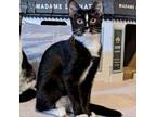 Adopt Penguin a All Black Domestic Shorthair / Mixed cat in Gibsonia