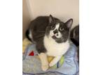 Adopt Freckle a Gray or Blue (Mostly) Domestic Shorthair (short coat) cat in