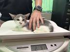 Adopt Dawn a Gray or Blue Domestic Shorthair / Domestic Shorthair / Mixed cat in