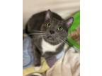 Adopt Smudge a Gray or Blue (Mostly) Domestic Shorthair (short coat) cat in