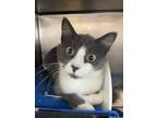 Adopt Foxtrot a Gray or Blue (Mostly) Domestic Shorthair (short coat) cat in
