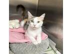 Adopt Rainbow a Gray or Blue Domestic Shorthair / Mixed cat in Newport