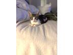 Adopt Mila a Gray or Blue (Mostly) Tabby (short coat) cat in Los Angeles