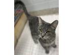 Adopt Celeste a Gray, Blue or Silver Tabby Domestic Shorthair (short coat) cat