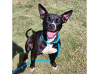 Adopt Noir a Black - with White Border Collie / Staffordshire Bull Terrier /