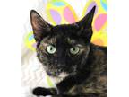Adopt Freckles a Black (Mostly) Domestic Shorthair (short coat) cat in