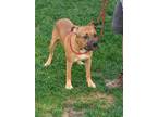 Adopt Tator a Tan/Yellow/Fawn - with Black American Staffordshire Terrier /