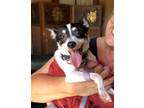 Adopt Miguelito a Tricolor (Tan/Brown & Black & White) Rat Terrier / Mixed dog