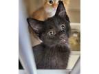Adopt Raphael a All Black Domestic Shorthair (short coat) cat in Webster City