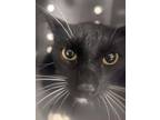 Adopt 53876241 a All Black Domestic Shorthair / Domestic Shorthair / Mixed cat
