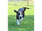 Adopt Mocha a Brown/Chocolate - with White Hound (Unknown Type) / Bluetick