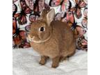 Adopt Scarlett a Netherland Dwarf / Mixed rabbit in Miami, FL (36576303)