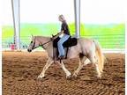 Cammie~Big Stout Pretty Draft Cross Mare*Lesson/Family/Trail