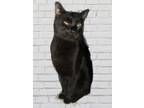 Adopt Salem a All Black Domestic Shorthair (short coat) cat in Chiefland
