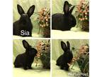 Adopt Sia a Black Polish / Mixed (short coat) rabbit in West Palm Beach