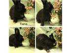 Adopt Tiana a Black Mini Satin / Mixed rabbit in West Palm Beach, FL (34088335)