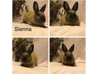 Adopt Sienna a Cinnamon Cinnamon / Mixed (short coat) rabbit in West Palm Beach
