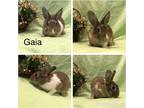 Adopt Gaia a Grey/Silver Polish / Mixed (short coat) rabbit in West Palm Beach