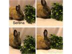Adopt Serena a Tri-color Polish / Mixed (short coat) rabbit in West Palm Beach