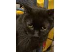 Adopt Betty a All Black Domestic Shorthair (short coat) cat in McHenry