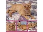 Adopt Lessli a Orange or Red Tabby Domestic Shorthair (short coat) cat in