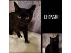 Adopt Khonshu a All Black Domestic Shorthair (short coat) cat in Arlington/Ft