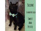 Adopt Selene a All Black Domestic Shorthair (short coat) cat in Arlington/Ft